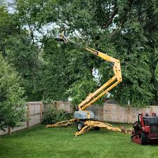 Best Tree Trimming and Pruning  in Bassett, VA